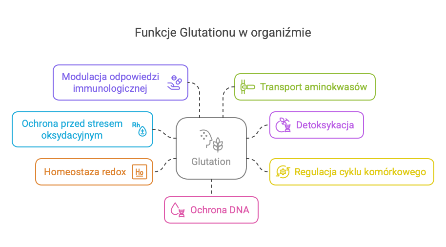 Glutation i jego funckje